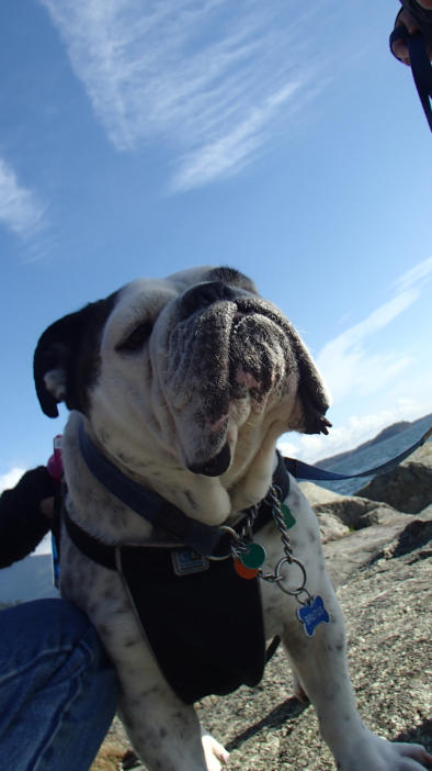 Brutus - English Bulldog