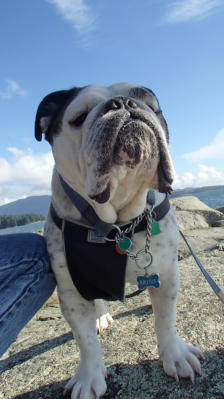 Brutus - English Bulldog