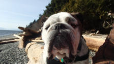Brutus - English Bulldog