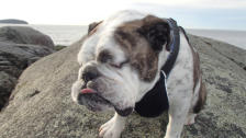 Brutus - English Bulldog
