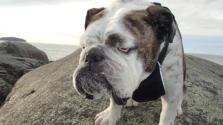 Brutus - English Bulldog