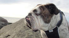 Brutus - English Bulldog