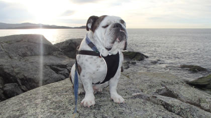 Brutus - English Bulldog
