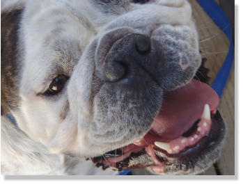 Brutus - English Bulldog