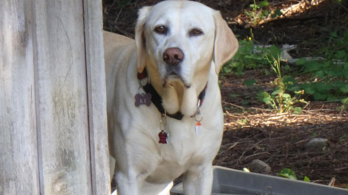 Happy 5th Birthday to Brutus #WeLoveBrutus